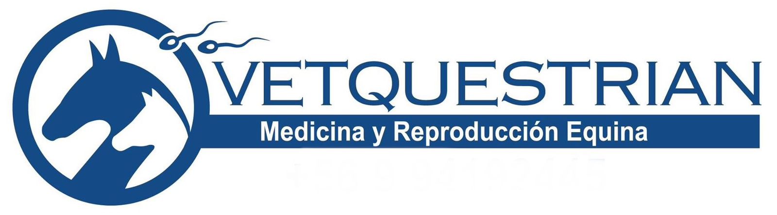 Vetquestrian | Servicio Veterinario y Reproducción Equina