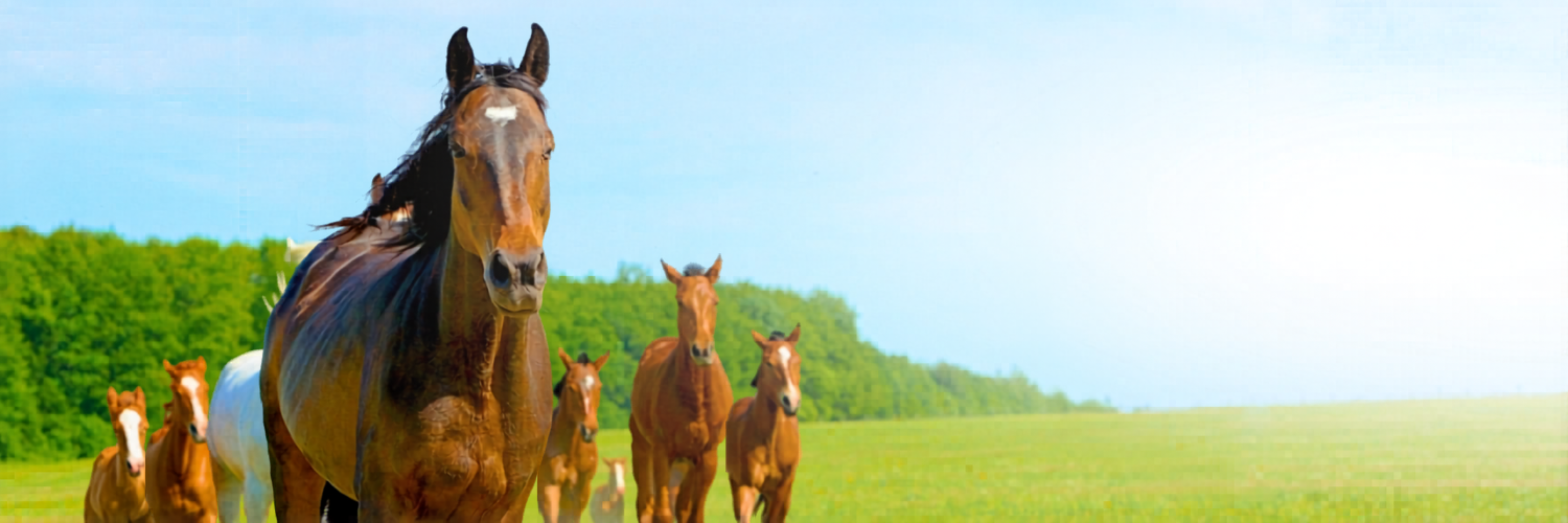 Caballos en campo verde